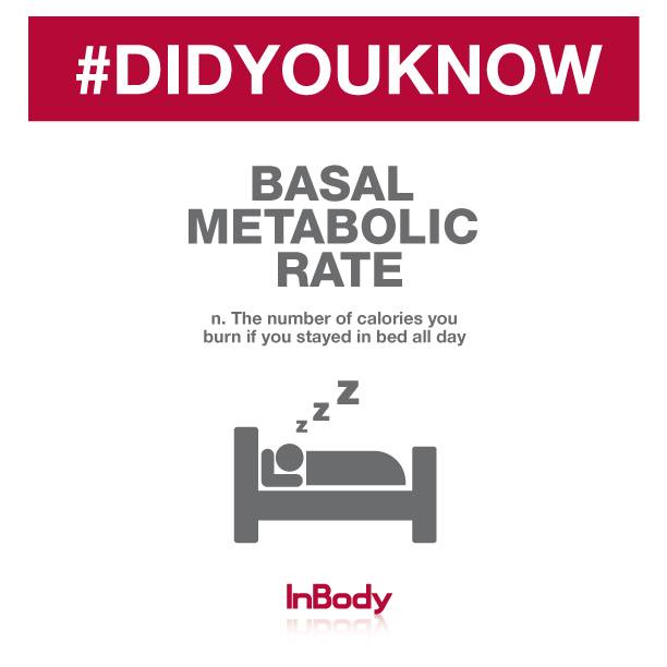 what is basal metabolic rate