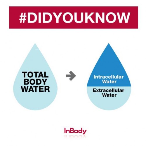 Total Body Water